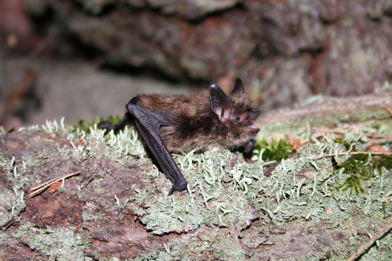 Netopýr Brandtův patří k malým druhům netopýrů.