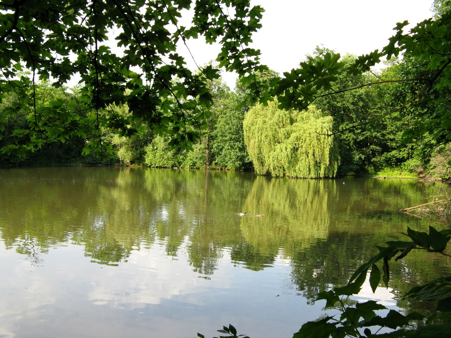 Krčské rybníky - rybník Sýkorka