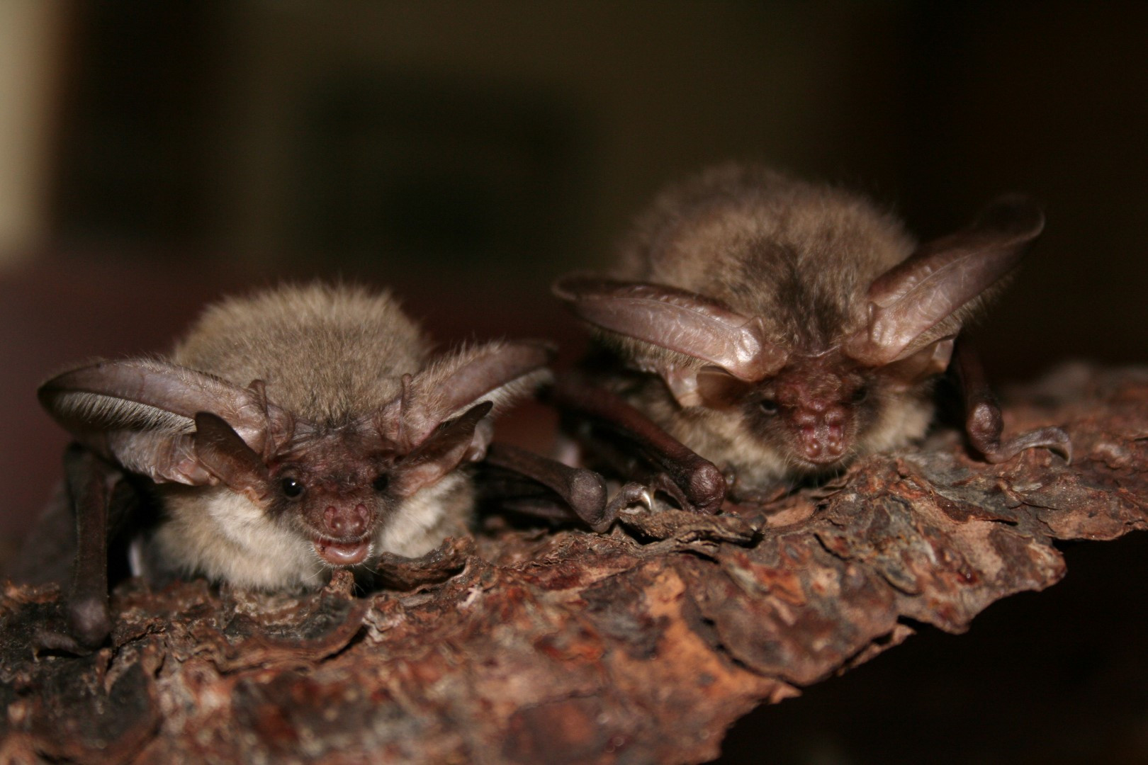 Netopýr ušatý (vpravo) a netopýr dlouhouchý (vlevo) jsou "dvojníci".