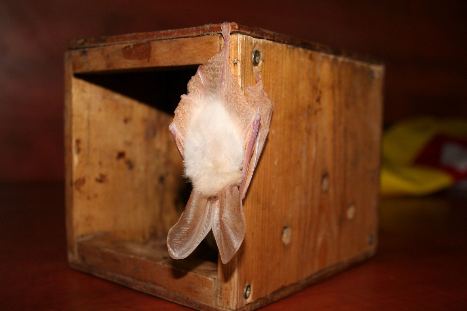 Zcela albinotický netopýr ušatý z Vinoře.